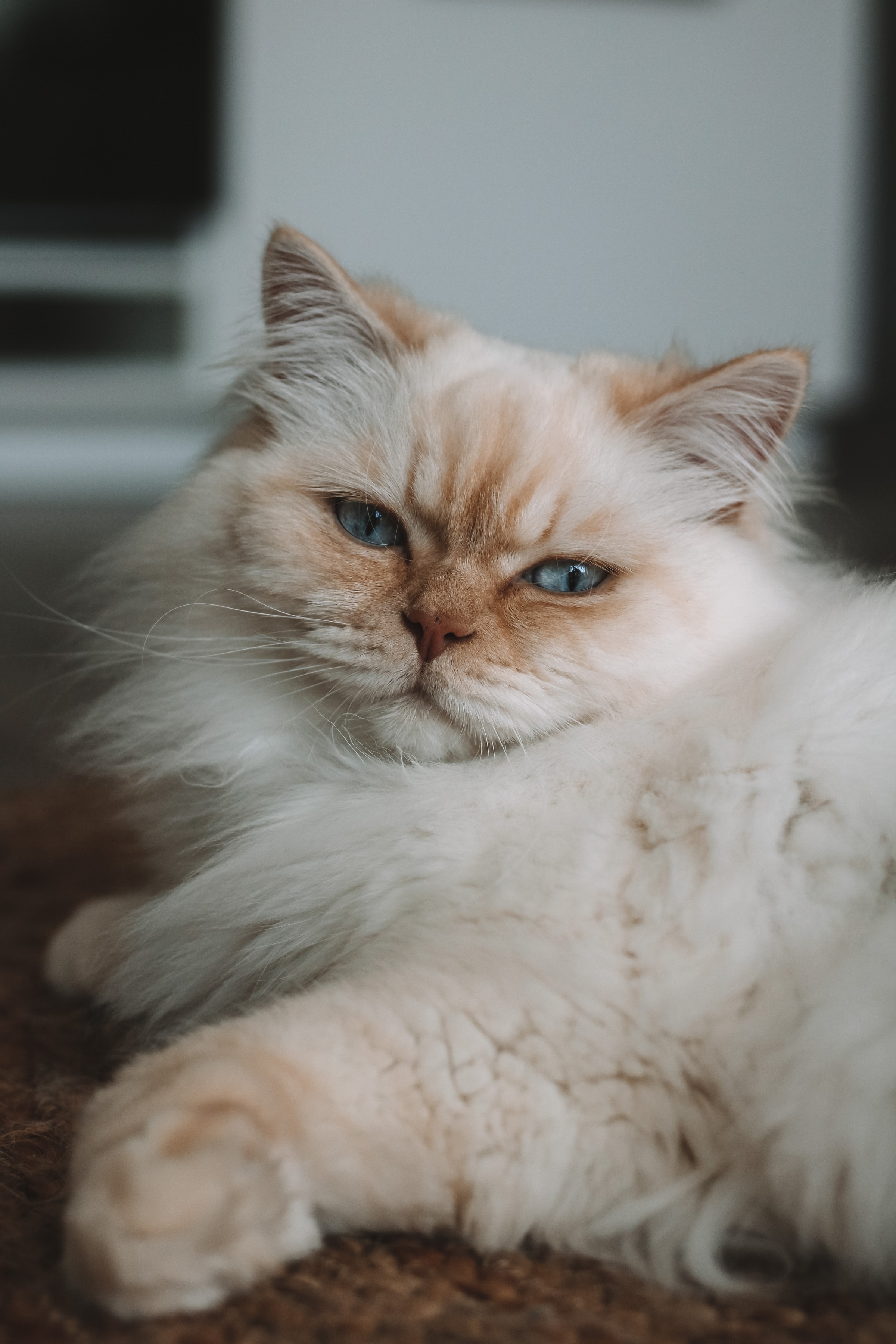 Marshmallow - British Longhair