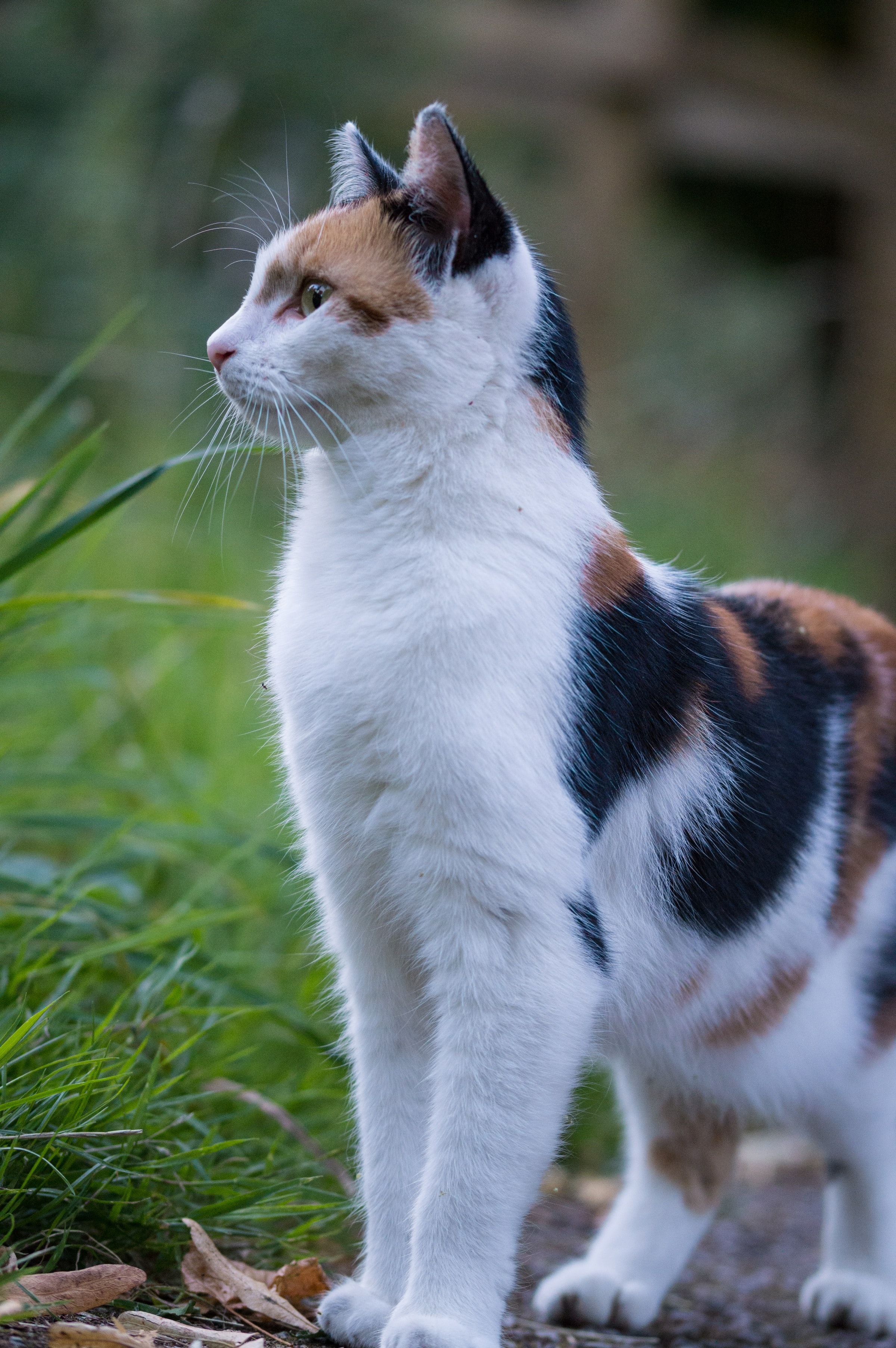 Caramel - British Shorthair